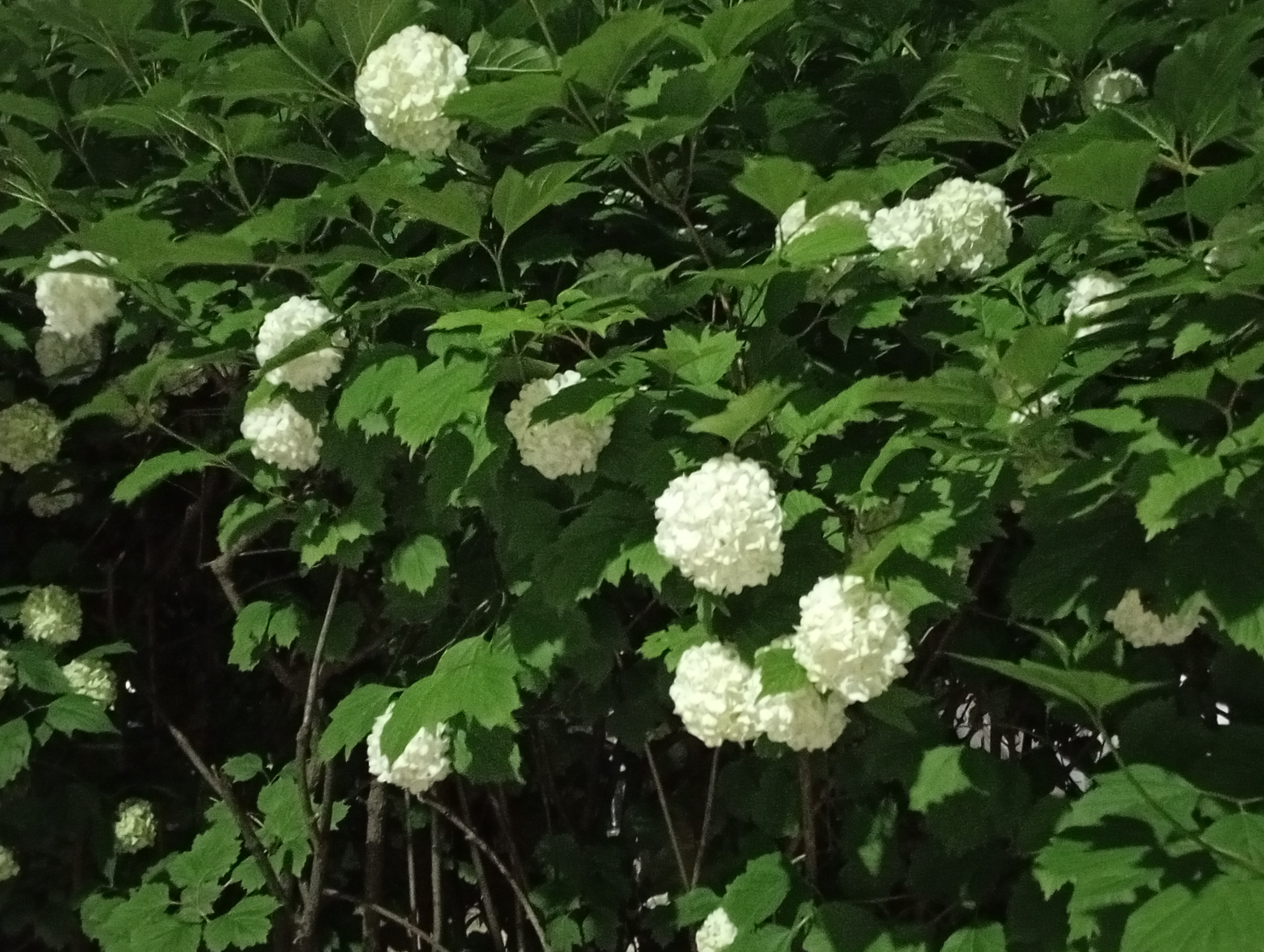 이미지 설명
